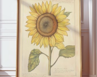 Vintage zonnebloem botanische schets print, antieke bloem kunst aan de muur, Victoriaanse botanische poster, gele bloemenkunst print, wetenschappelijke plant kunst