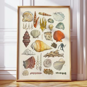 May include: A framed print displaying a detailed illustration of various seashells in shades of brown, orange, yellow, and white. The artwork showcases a variety of shell shapes and sizes, ideal for coastal decor. The print is in a wooden frame.