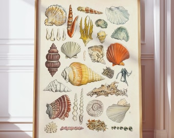 Vintage zeeschelp grafiek kunst print, kust muur decor, antieke zeedieren illustratie, strandhuis schelp poster, nautische cottagecore kunst