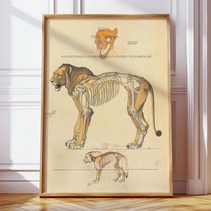 May include: A framed vintage print featuring a lion's anatomy, including a detailed skeletal structure and skull. The artwork is rendered in sepia tones with tan and brown hues, showcasing an artistic and educational theme. The print is displayed in a wooden frame.