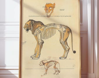 Vintage poster anatomie leeuw | Wetenschappelijke muurkunst | Grote kat skelet schets print | Antieke wilde dierentekening | Afdrukbaar sterrenbeeld Leeuw