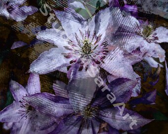 Clematis flowers, Purple and white, Abstract, Grungy, Digital Manipulation image, digital download