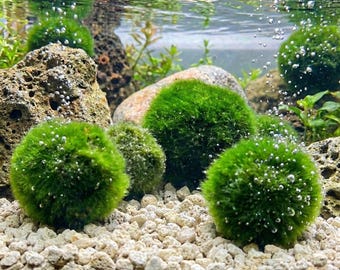 Japanese Marimo Moss Ball Aquarium Plant – Live Freshwater Decor (2-5cm) 10pcs+ 1pcs get free