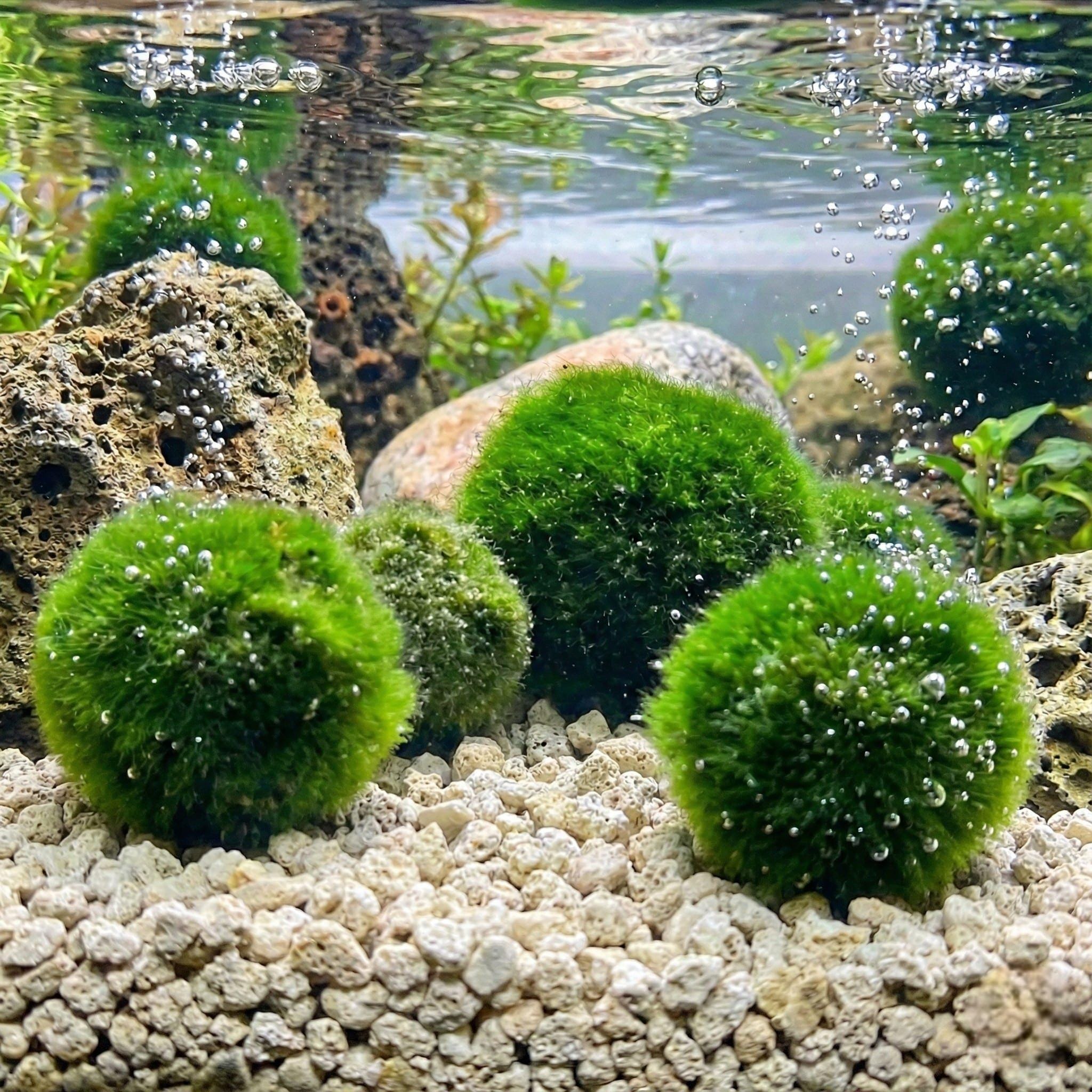 Buy Moss Online In India - Etsy India