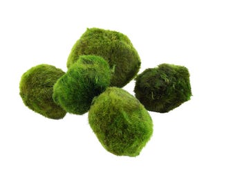 Live Japanese Marimo Moss Ball Aquarium and Home Decor 2-5cm/0.79-1.96inches 1pcs
