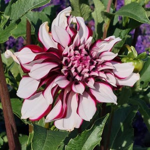 Dinnerplate Dahlia