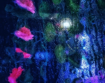 Flores y Reflexiones