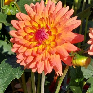 May include: A vibrant orange and yellow dahlia flower with a pink center, blooming in a garden setting.