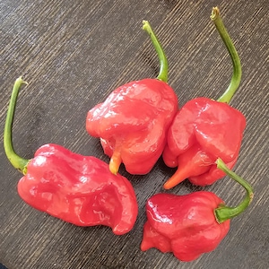 Trinidad Scorpion Pepper Seeds - 10 pack *FREE SHIPPING*  Every order get a free mystery seed pack
