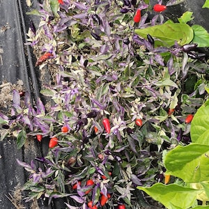 Variegated Black Pearl Pepper seeds -  10 pack and every order also get a mystery seed gift *FREE SHIPPING*
