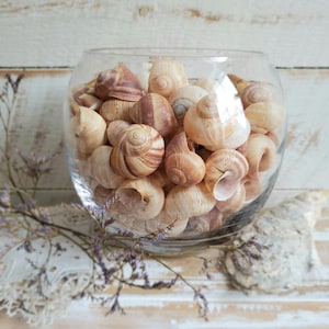 snail shells lot of 100+ shells , vintage jar filler beach house coastal decor