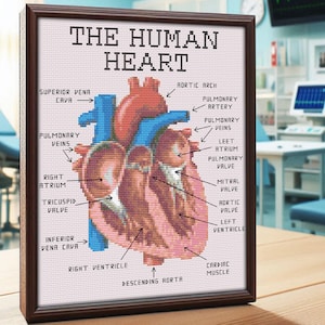 May include: A diagram of the human heart with labels for each part, including the superior vena cava, right atrium, tricuspid valve, right ventricle, inferior vena cava, pulmonary veins, pulmonary artery, left atrium, mitral valve, aortic valve, left ventricle, descending aorta, and cardiac muscle.