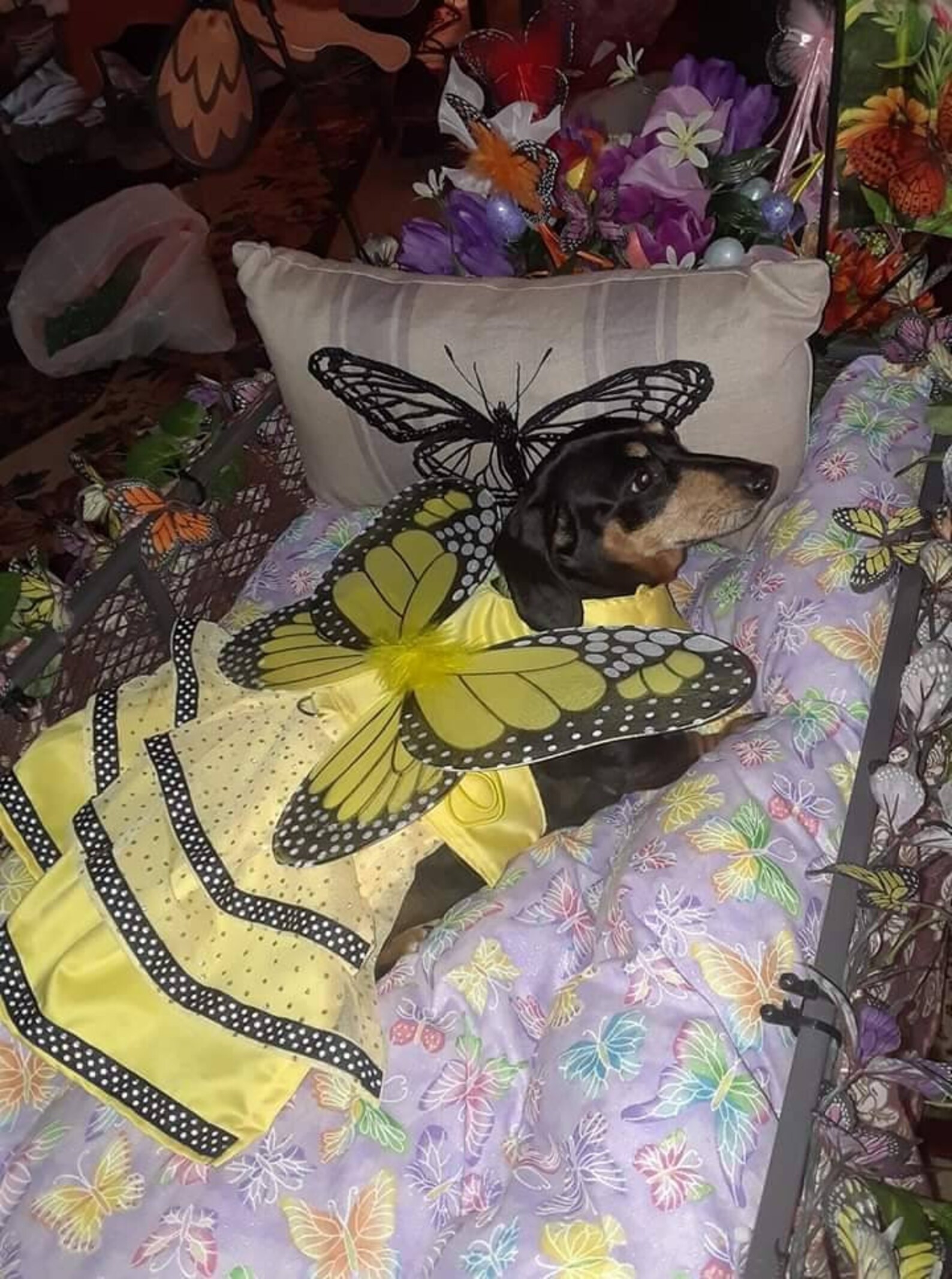 Monarch Butterfly Dress comes in 5 colors pet costume cat | Etsy