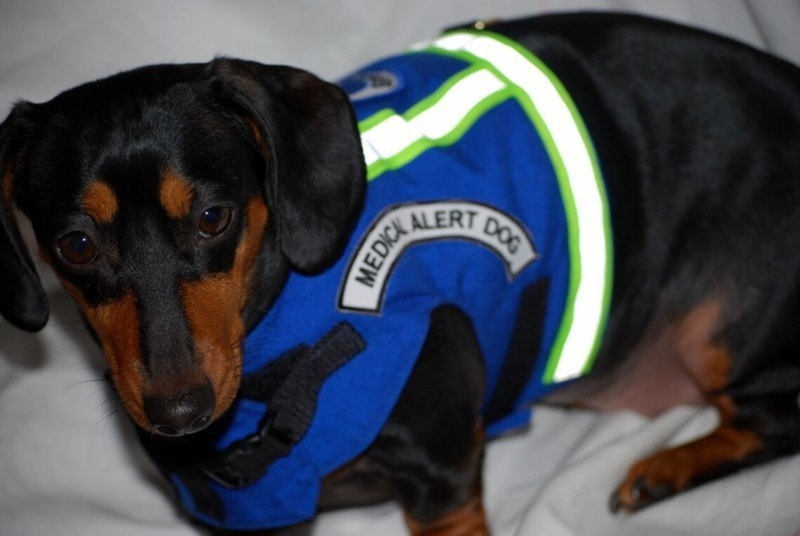Service Dog Vest PTSD alert dog custom sizes Etsy
