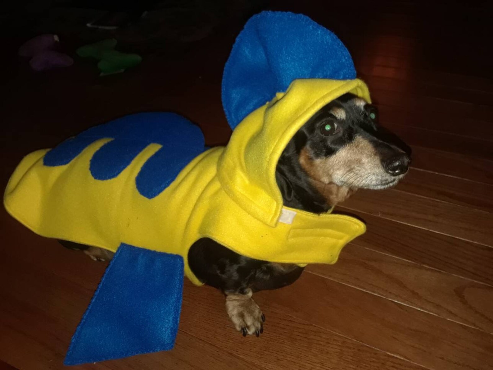 As seen on Q13 News Flounder costume Halloween costume dog Etsy