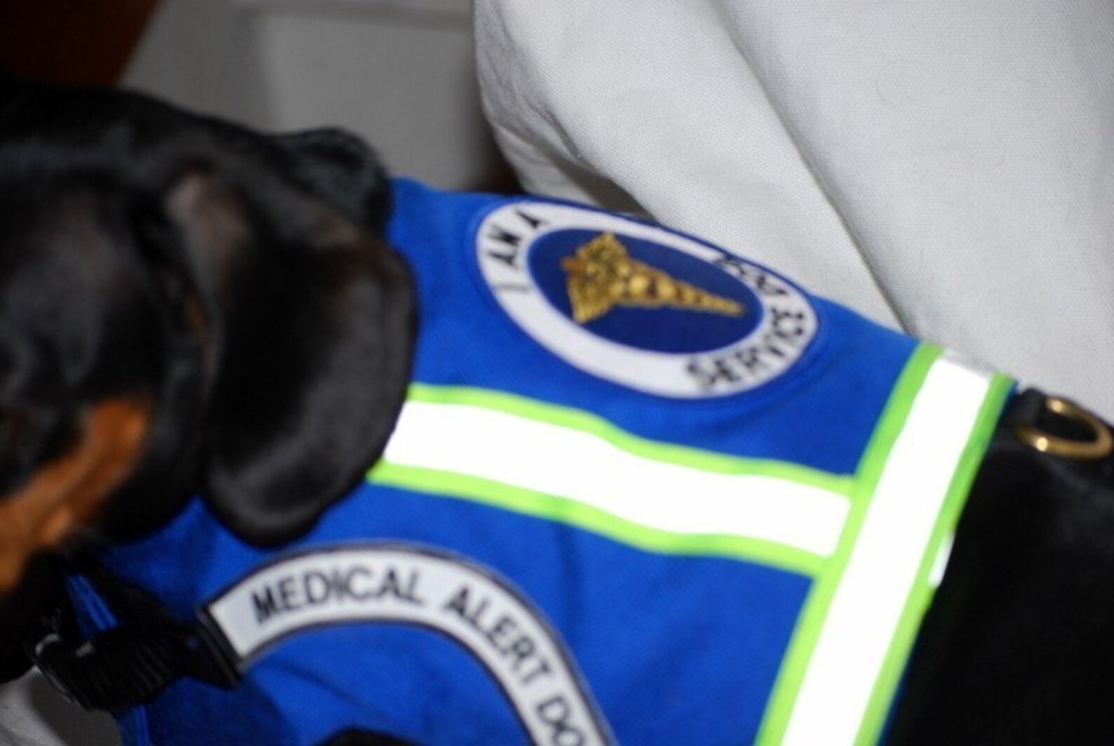 Service Dog harness vest Seizure Alert Dog Custom Sizes Etsy