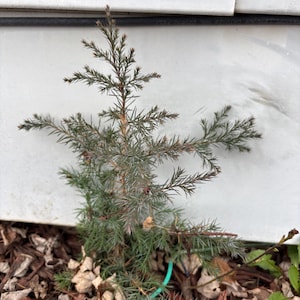 Lebender Wacholderbaum 30 cm, blaue Beeren in der Saison