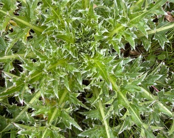 Plantas vivas de cardo (Touro)