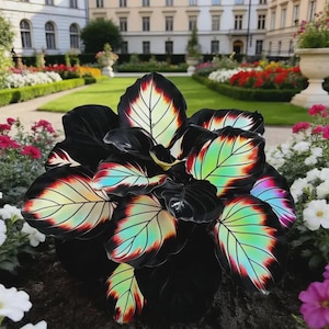 Black & White Hosta Mix – Rare Shade Perennial Seeds – Unique Foliage for Shaded Pathways