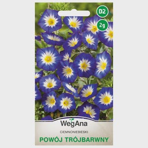 May include: A seed packet featuring vibrant blue and white morning glory flowers with yellow centers. The packet has the text "WegAna" and "POWÓJ TRÓJBARWNY". The flowers are in full bloom, showcasing their intricate petal patterns.
