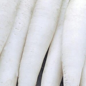 Può includere: Primo piano di ravanelli daikon bianchi, un ortaggio a radice. L'immagine mostra diversi ravanelli lunghi e cilindrici con una consistenza liscia. La confezione include il marchio "WegAna" e la parola "ASTOR" in verde.