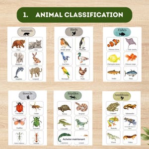 May include: Educational animal classification flashcards featuring watercolor illustrations of mammals, birds, fish, insects, reptiles, and amphibians. Each card displays the animal's name and a corresponding image, perfect for learning about different animal groups.