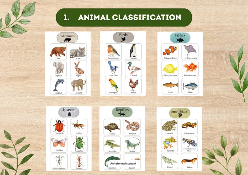 May include: Educational animal classification flashcards featuring watercolor illustrations of mammals, birds, fish, insects, reptiles, and amphibians. Each card displays the animal's name and a corresponding image, perfect for learning about different animal groups.