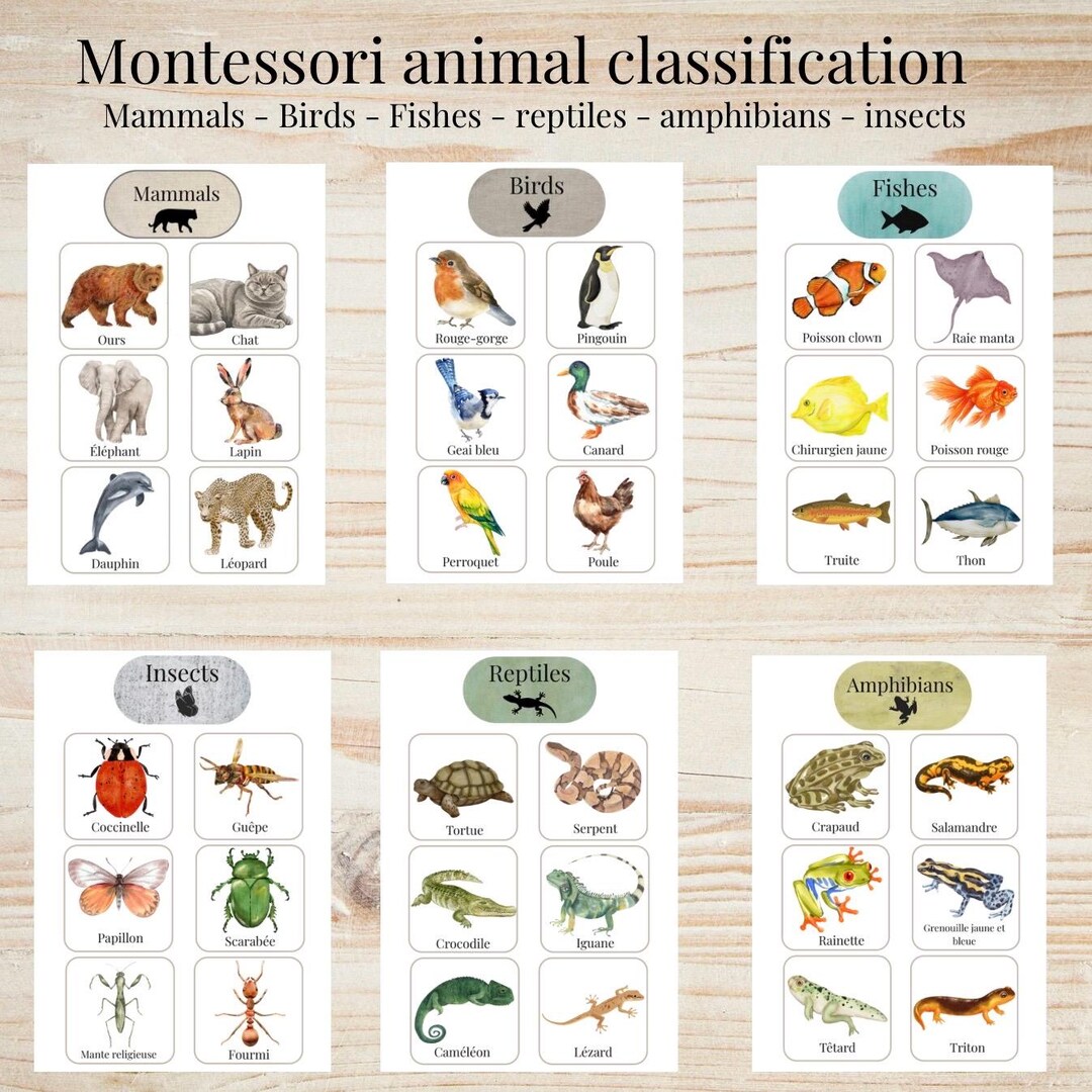 Montessori Animal Classification Activity | Sort Animals by Category ...