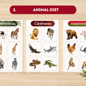 May include: Educational animal diet chart with illustrations of herbivores, carnivores, and omnivores. The chart includes a cow, horse, rabbit, giraffe, elephant, zebra, lion, wolf, eagle, shark, snake, crocodile, bear, pig, chicken, rat, monkey, and fox.