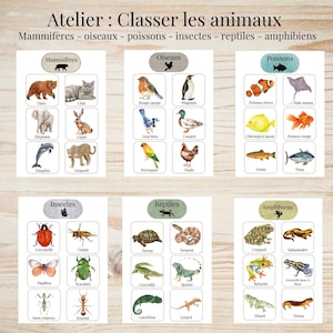 May include: Educational poster for animal classification, featuring illustrations of mammals, birds, fish, insects, reptiles, and amphibians. Each section displays watercolour images of animals, with their French names.