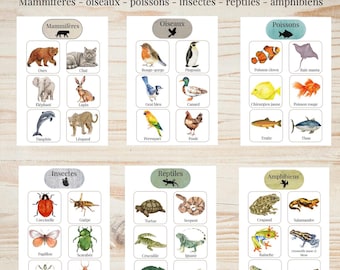 Montessori Workshop – Sorting Animals | 36 cards + sorting boards | Grades 1 and 2 | Printable PDF