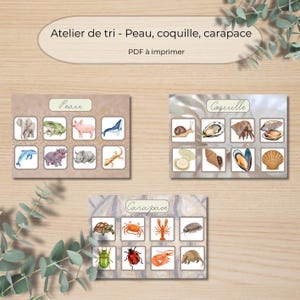 Pode incluir: Material educativo imprimível com ilustrações de animais categorizados por pele, concha e carapaça. Inclui imagens de elefante, rã, porco, baleia, golfinho, hipopótamo, rinoceronte, lagarto, caracol, ostra, caranguejo, mexilhão e mais. O texto diz "Atelier de tri - Peau, coquille, carapace" e "PDF à imprimer".