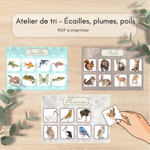Op de afbeelding: Educatief printbaar spel met de tekst "Atelier de tri - Écailles, plumes, poils" en "PDF à imprimer". Het spel bevat kaarten met illustraties van dieren gecategoriseerd op schubben, veren en vacht. Een hand houdt een kaart vast.