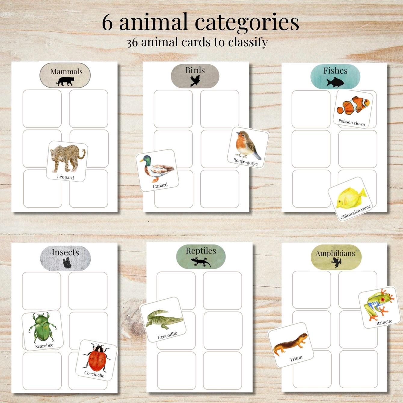 Montessori Animal Classification Activity | Sort Animals by Category ...