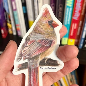 Vrouwelijke kardinaalvogel vinylsticker (van originele kleurpotloodtekening)