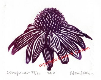 Coneflower