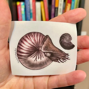 May include: A sticker featuring a detailed illustration of a nautilus shell in shades of brown and white. The sticker also includes a smaller illustration of a nautilus shell in the same color scheme.