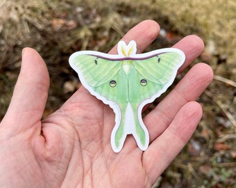 3" Luna Moth transparent vinyl sticker (from original watercolor)