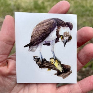 Adhesivo de vinilo de 3" de Osprey