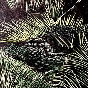 May include: A close-up of a black and white woodcut print of a bird in a nest of tall grass. The bird is partially hidden by the grass, but its feathers are visible.