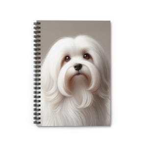 May include: A white Maltese dog with long, fluffy hair and brown eyes. The dog is looking directly at the camera with a gentle expression.