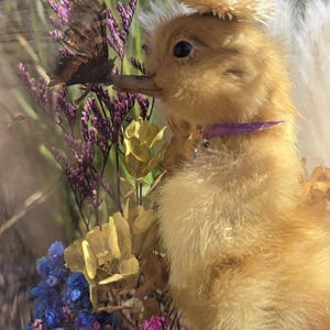 Whimsical duckling