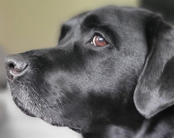 Echte unieke foto's van Labrador