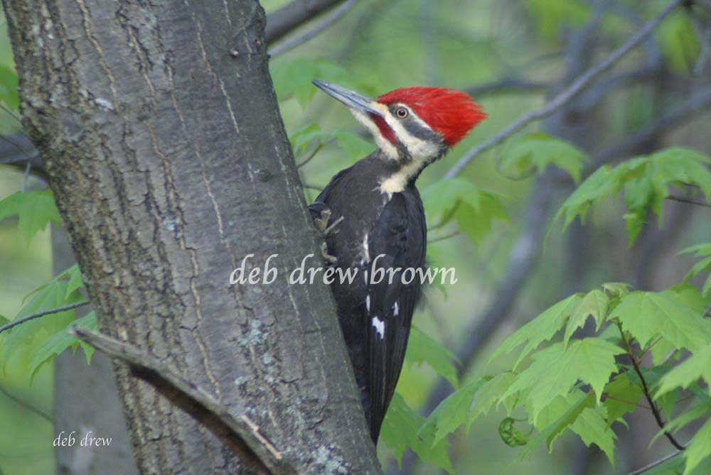 Pileated Woodpecker Has His Eyeball On Me Or Is It The Suet Etsy