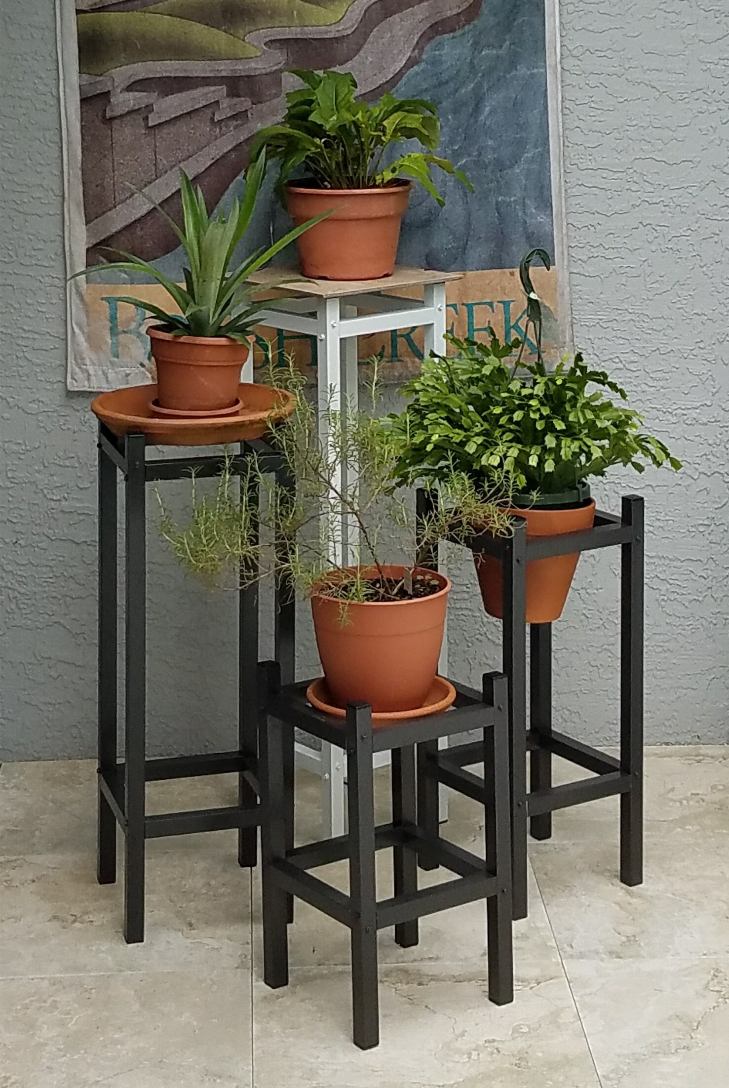 bird's nest snake plant Sansevieria trifasciata Hahnii - Birds Nest Snake Plant | Hortology main image 0