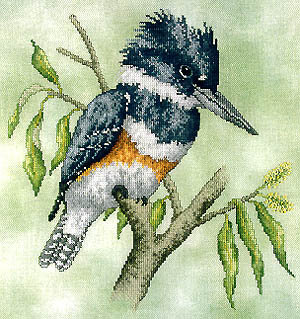 Crossed Wing Collection-Belted Kingfisher