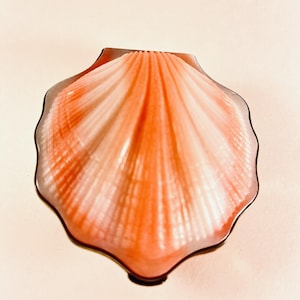 May include: A scallop shell-shaped object with a smooth, glossy finish. The surface features a gradient of soft peach and coral tones, transitioning to white along the raised, radiating ridges that extend from the hinge to the scalloped edge.