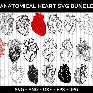 Anatomical Heart svg bundle,Heart SVG,Nurse Life,Anatomy Svg,Heart Monogram svg,Anatomical Heart SVG Bundle Cricut Cut Files,Human Heart Svg