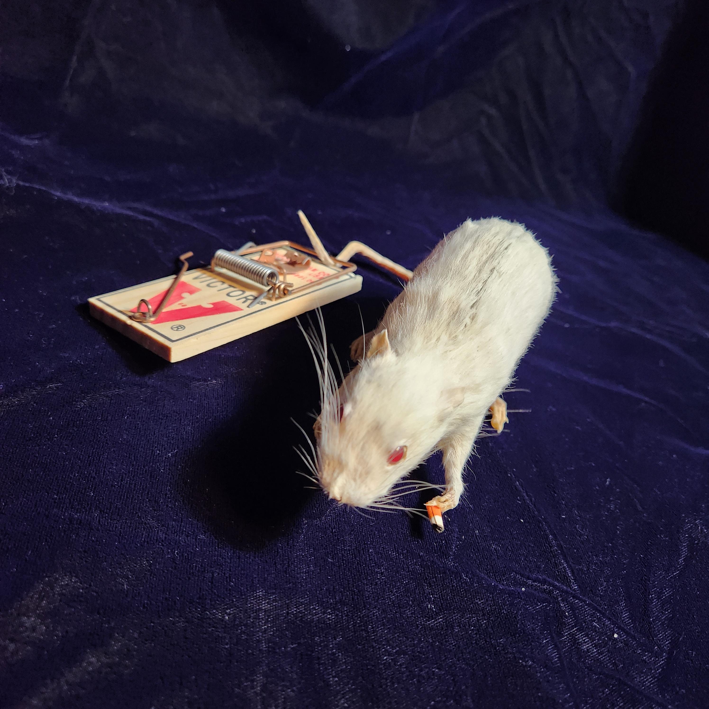 Taxidermy Rat , Stuck in Rat Trap, Smoking a Cigarette
