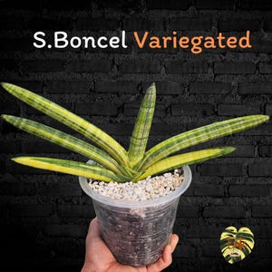 Sansevieria BONCEL High-variegated / Healthy root/ Free Phytosanitary Certificate / rare plant / Snake plant / Ornamental foliage plants